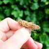 antique gold grasshopper brooch outside